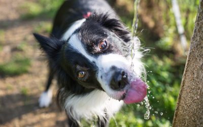 HOW TO KEEP DOGS COOL