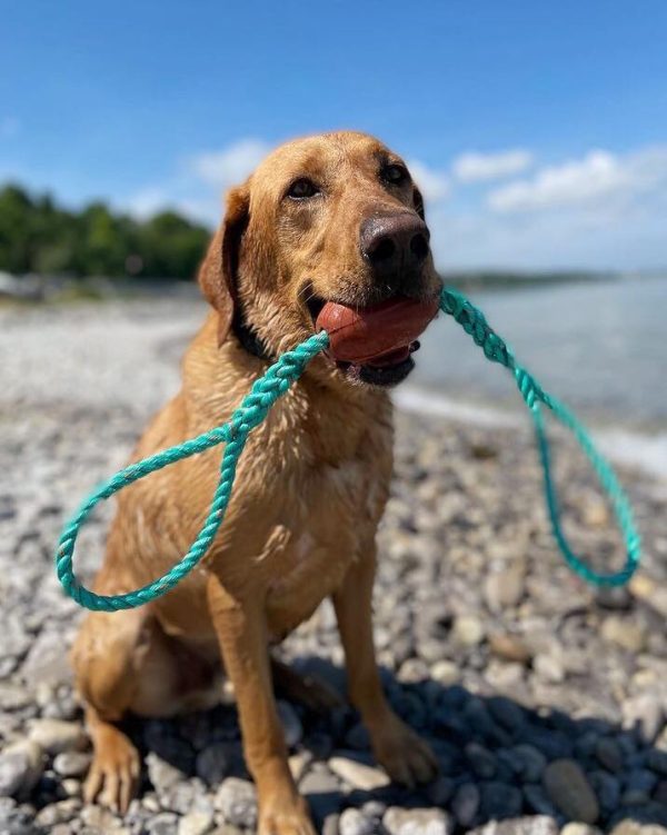 Castaway Rope Float Tuggy Toy