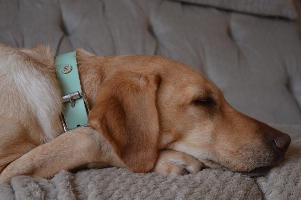 Candy Leather Collar Collection - Image 5