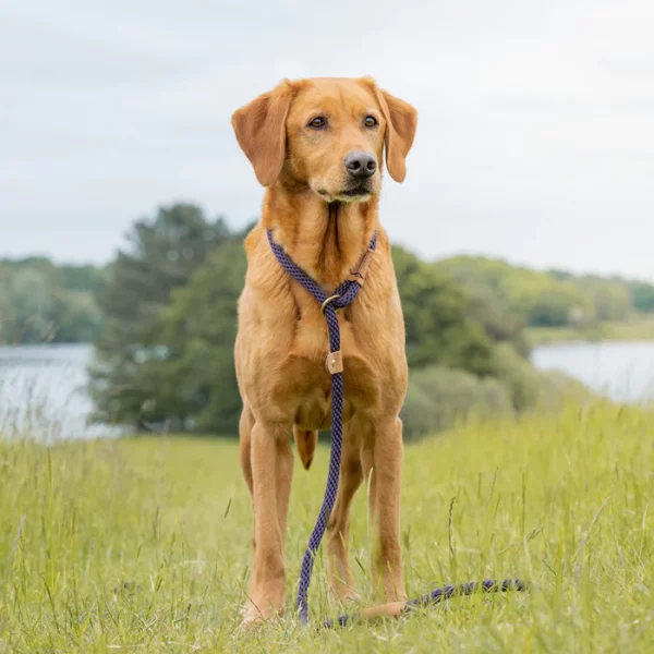 Ruff And Tumble Slip Leads - Image 4